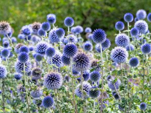 Echinops globe thistle flowers in a garden