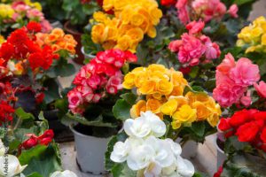 Elatior begonias - Begonia x hiemalis. Flowering plant of begonia hybrid elatior ( Begoniaceae ) .