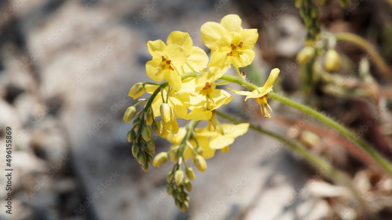 Epimedium x perralchicum. Plantes des elfes ou épimèdes à floraison printanière de pétales élargies jaune soufre, court éperons jaune brun d'aspect féérique comme suspendues dans l'air