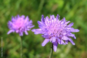 Field scabious (Knautia arvensis) violet flower on a meadow