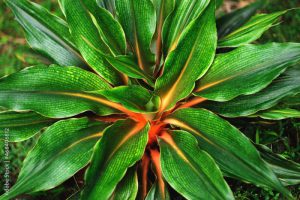 Fire Flash, Fire Glory, Leone Lily, Mandarin Plant, Sierra, Tangerine (Chlorophytum Filipendulum) green leaves with the orange stems are surrounded the plant