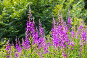 Flowering Fireweed flowers in the summer