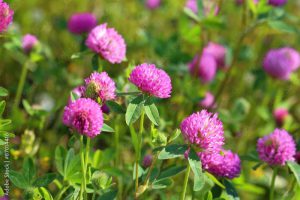 Flowers of a red clover on a meadow