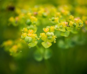 Fresh green euphorbia growing in rural field