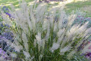 Full frame macro texture background of white color ornamental feather reed grass (calamagrostis brachytricha) in bloom