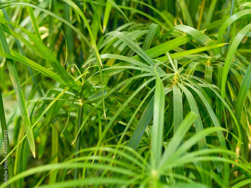 Full framed photo of Cyperus alternifolius, umbrella papyrus, umbrella sedge or umbrella palm. Green foliage of a grass-like plant.