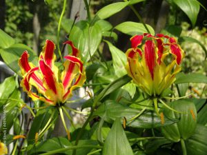 Gloriosa Superba, known also as gloriosa lily, flame lily, climbing lily, cat's claw, tiger's claw.