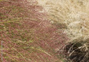 Graminée eragrostis spectabilis