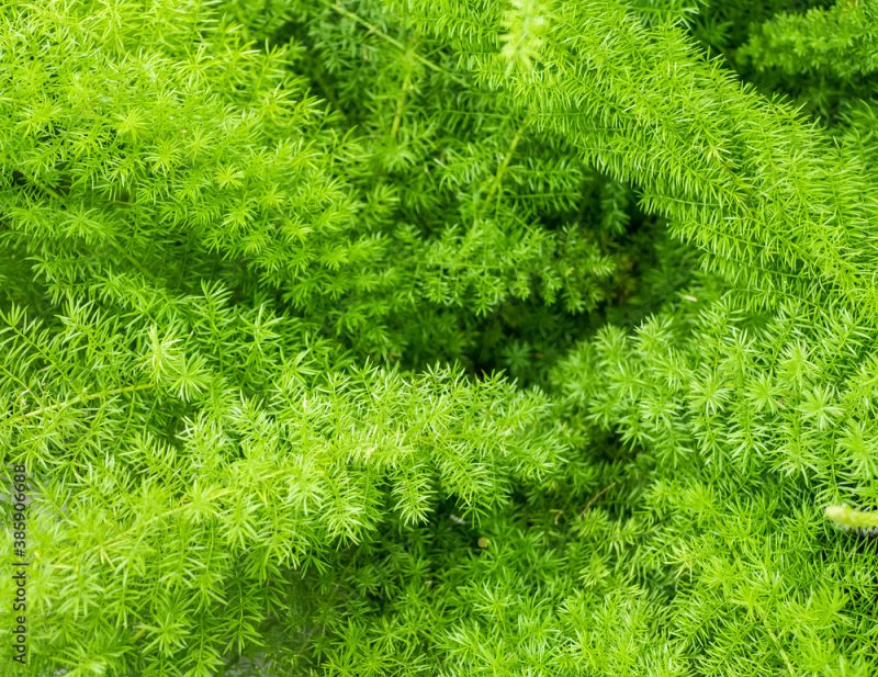 Green fresh foliage of the Asparagus densiflorus also knoen as the asparagus fern, plume asparagus or foxtail fern. Selective focus.