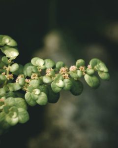 Green plant in close up photography