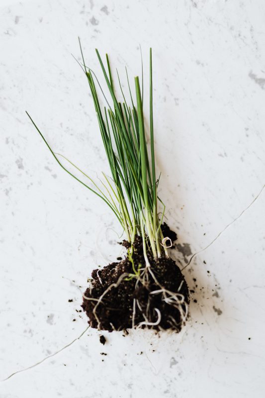 Green seedling of chives on marble table