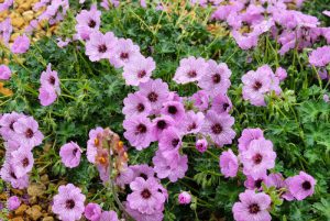 Hardy pink Geranium cinereum 'Ballerina' in flower