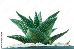 haworthia limifora variegata succulents on white background