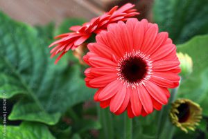 Healthy Red Gerbera Jamesonii