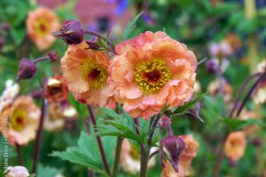 Horizontal image of the soft orange flowers of 'Cocktail Mai Tai' avens (Geum 'Cocktail Mai Tai') in a garden