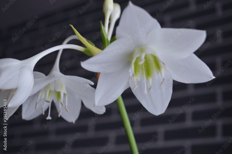 house white flowers of eucharis amazonica (amazon lily)