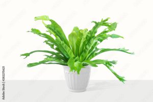 houseplant Asplenium nidus in white flowerpot