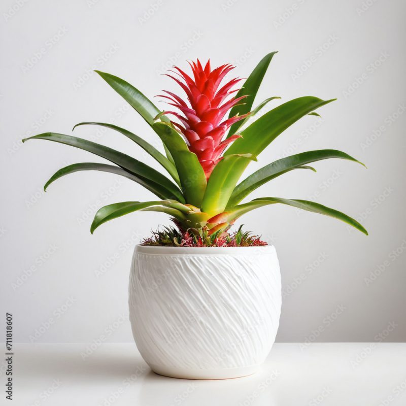 Illustration of potted bromeliad  plant white flower pot Bromeliaceae isolated white background indoor plants