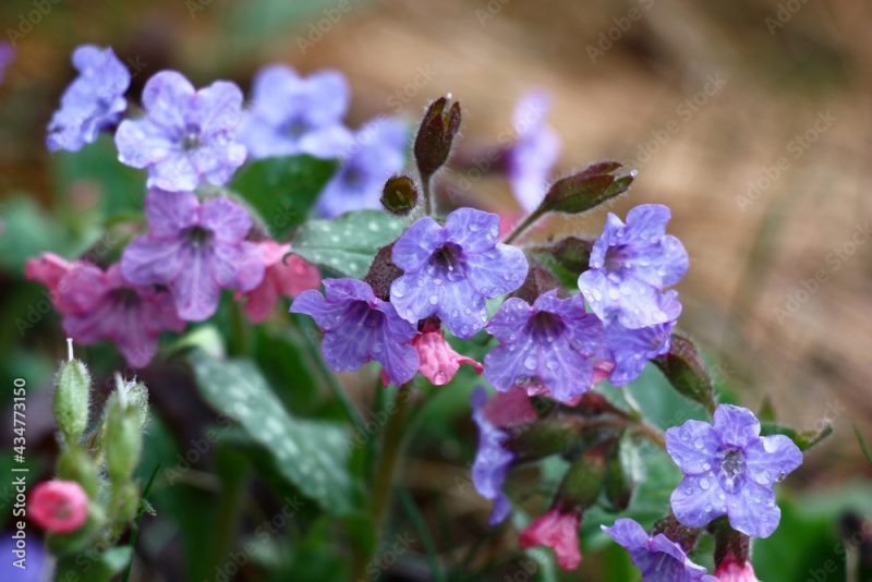 In a garden has expanded and blossoms small flowers pulmonaria saccharata.In total in water drops after a rain.