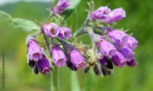 In the meadow, the comfrey (Symphytum officinale) is blooming