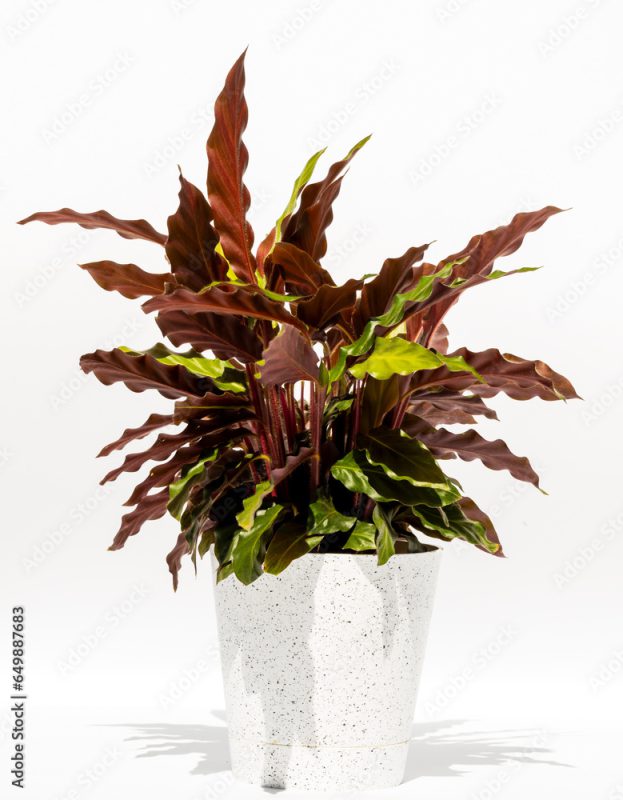 Indoor plant in a flower pot, isolated on a white background. Goeppertia rufibarba, Calathea rufibarba, the furry feather or velvet calathea