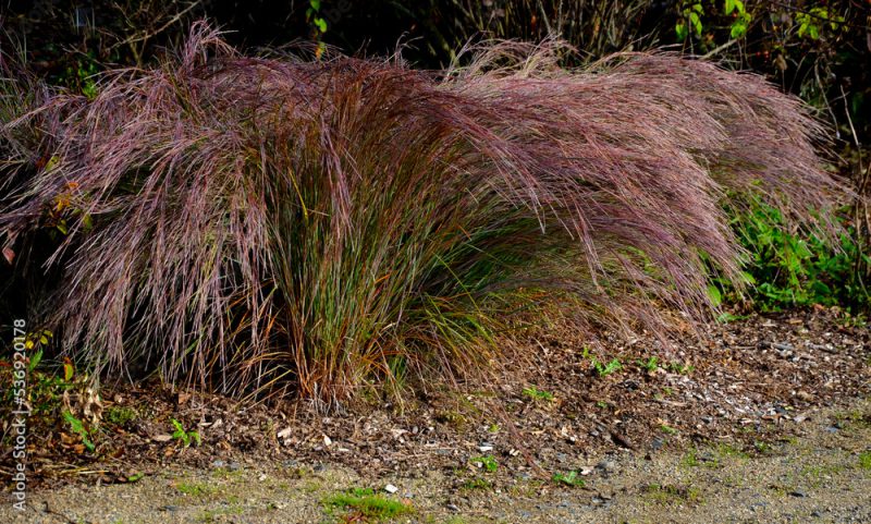 is native to prairies and woods from Maine to Alberta and Idaho, and south to Florida and Arizona. Deer resistant. Native meadows, mass plantings. Low maintenance ornamental grass