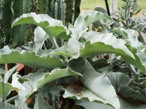 Kalanchoe beharensis | Kalanchoé de Behara ou Kalanchoé à oreilles d'éléphant au feuillage vert clair, en forme de pelle triangulaire, charnu, duveteux à marges ondulées et crantée