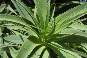 Krantz aloe or candelabra aloe (Aloe arborescens)