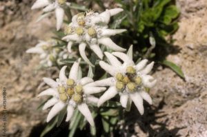 Leontopodium alpinum , Edelweiss