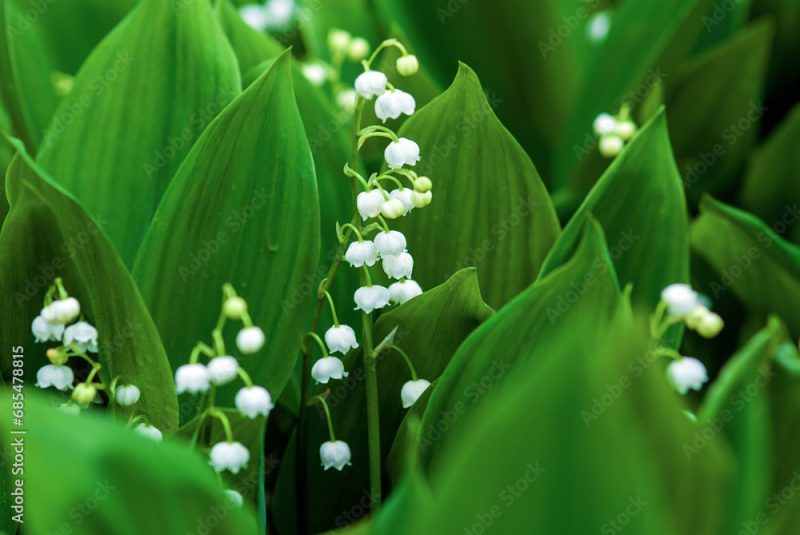 Lily of the valley (May-lily, Convallaria majalis) blooming on rainy day