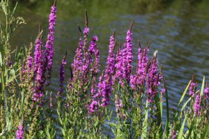 Lythrum salicaria flower blooming, common names are purple loosestrife, spiked loosestrife, or purple lythrum