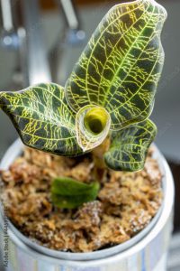 Macro abstract view of a potted jewel orchid (macodes petola) houseplant with leaves that have unusual iridescent golden veins that resemble lightning, with neutral defocused background