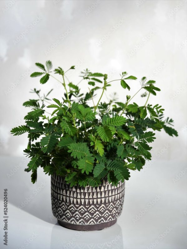 Mimosa pudica houseplant, also known as sensitive plant, sleepy plant, action plant, touch-me-not, and shameplant. Green plant in a purple pot. Isolated on a white background. Portrait orientation.