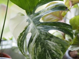 Monstera variegata