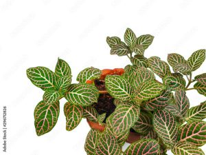 Nerve plant isolated on white background. (Fittonia verschaffelti)ornamental and easy to grow.houseplant