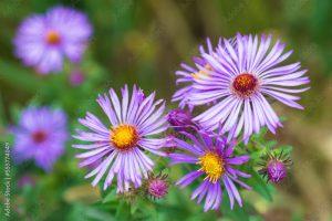 New England Aster flowers, Symphyotrichum Novae-Angliae