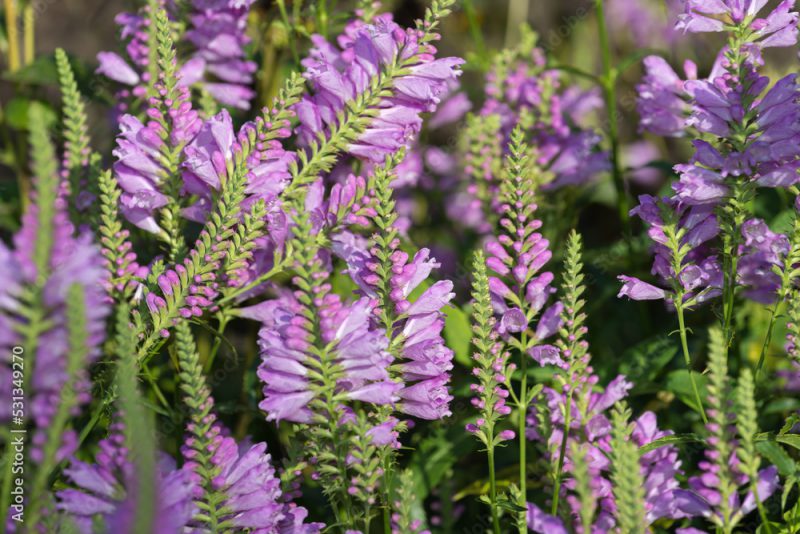 obedient plant or false dragonhead (Physostegia virginiana) perennial in bloom at the garden park