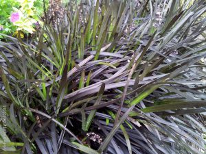 Ophiopogon planiscapus 'Nigrescens'