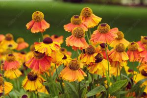 Orange helenium sneezeweed 'Sahin's Early Flowerer' in flower