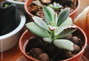 Panda Plant kalanchoe tomentosa growing in the vase