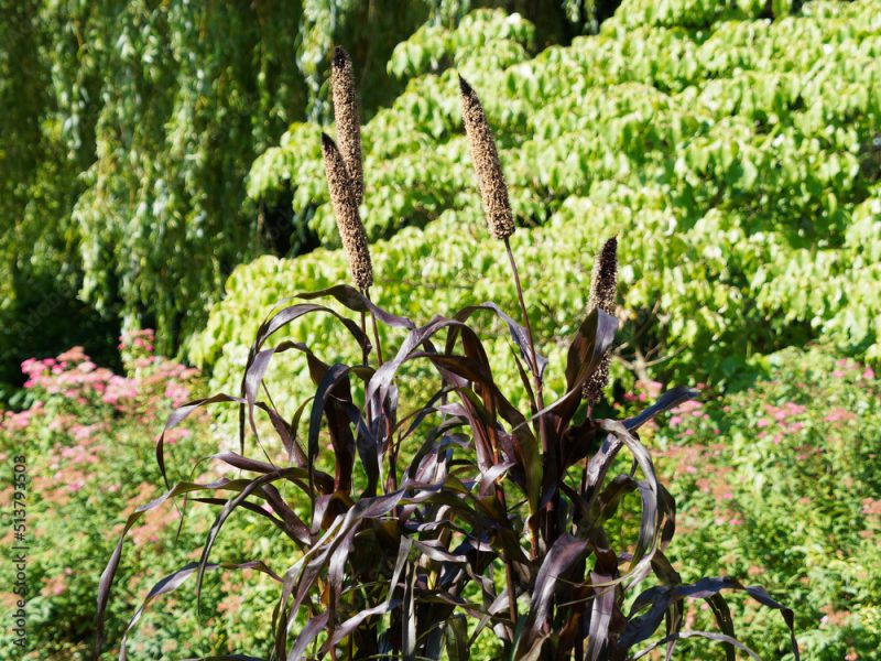 Pennisetum glaucum 'Purple Majesty'  | Mil à chandelle ou petit mil, graminée ornementale à inflorescence pourpre en panicule ou faux-épi au dessus d'un feuillage large vert-pourpré