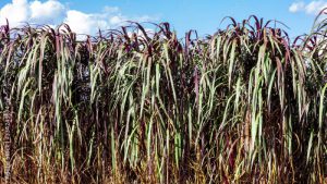 Pennisetum purpureum (updated name: Cenchrus purpureus Schumach), also known as Napier grass, elephant grass or Uganda grass, is a species of perennial tropical grass native to the African grasslands.