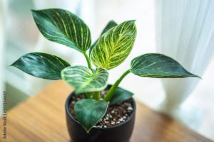 Philodendron Birkin Indoor Plant on Wooden Table by the Window