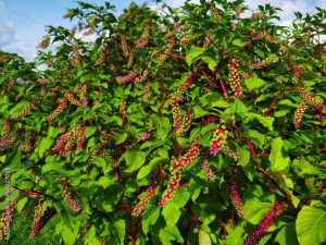 Phytolacca decandra,  indian pokeweed ripening black fruits on branches.