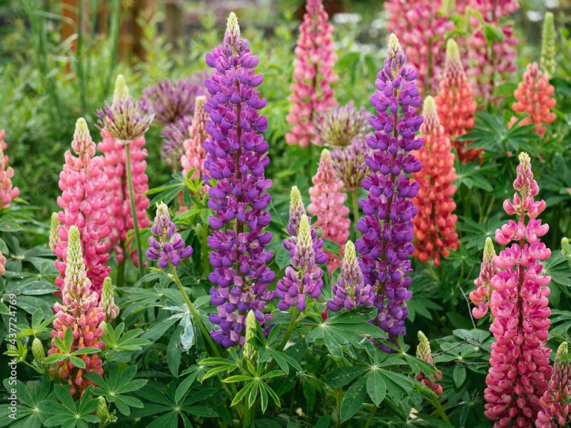 Pink and purple garden lupine flowers (Lupinus polyphyllus)