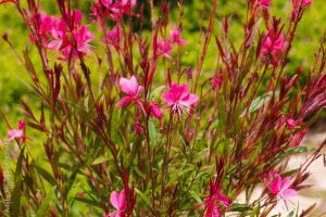 Pink Gaura flowers in garden. Oenothera lindheimeri or Gaura lindheimeri