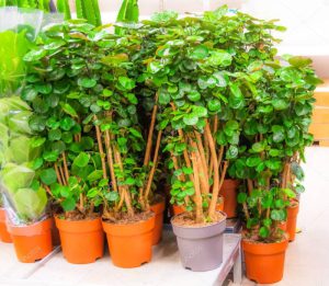 Polyscias scutellaria potted trees shop for sale, decorative deciduous plants