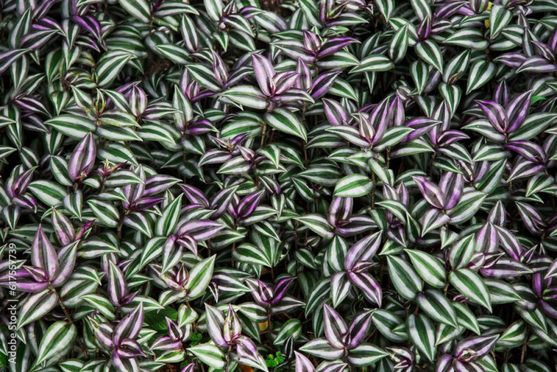 Purple and green leaves background (Tradescantia zebrina)