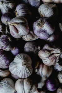 Purple and white garlic bulbs