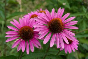 Purple coneflower in tilt shift lens